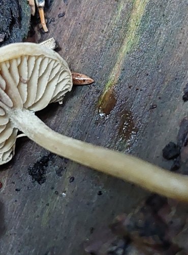 KRŽATKA HONOSNÁ (Simocybe sumptuosa) FOTO: Marta Knauerová, 15.10.2023, Podzimní vycházka s mykologem Mgr. Martinem Křížem