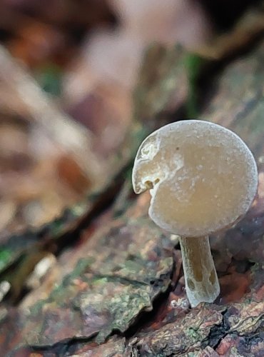 KRŽATKA HONOSNÁ (Simocybe sumptuosa) FOTO: Marta Knauerová, 15.10.2023, Podzimní vycházka s mykologem Mgr. Martinem Křížem