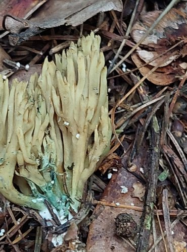 KUŘÁTKA ZELENAJÍCÍ (Phaeoclavulina abietina) FOTO: Marta Knauerová, 15.10.2023, Podzimní vycházka s mykologem Mgr. Martinem Křížem