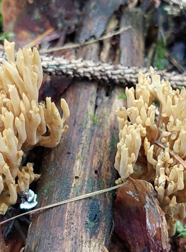 KUŘÁTKA ZELENAJÍCÍ (Phaeoclavulina abietina) FOTO: Marta Knauerová, 15.10.2023, Podzimní vycházka s mykologem Mgr. Martinem Křížem