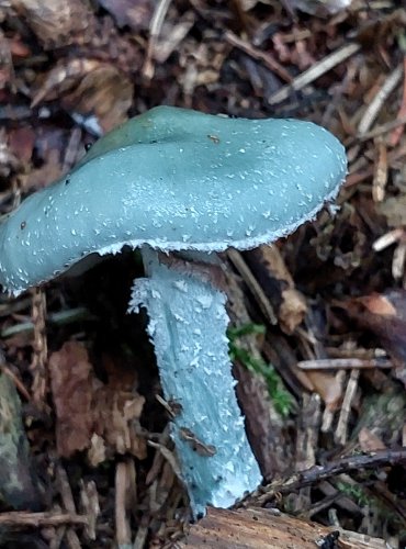 LÍMCOVKA MĚDĚNKOVÁ (Stropharia aeruginosa) nebo LÍMCOVKA MODRÁ (Stropharia caerulea) FOTO: Marta Knauerová, 15.10.2023, Podzimní vycházka s mykologem Mgr. Martinem Křížem