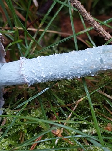 LÍMCOVKA MODRÁ (Stropharia caerulea) FOTO: Marta Knauerová, 15.10.2023, Podzimní vycházka s mykologem Mgr. Martinem Křížem