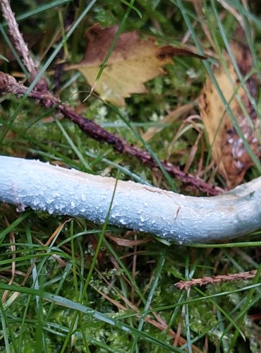 LÍMCOVKA MODRÁ (Stropharia caerulea) FOTO: Marta Knauerová, 15.10.2023, Podzimní vycházka s mykologem Mgr. Martinem Křížem