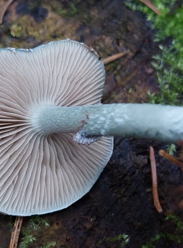 LÍMCOVKA MODRÁ (Stropharia caerulea) FOTO: Marta Knauerová, 15.10.2023, Podzimní vycházka s mykologem Mgr. Martinem Křížem