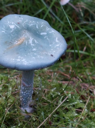 LÍMCOVKA MODRÁ (Stropharia caerulea) FOTO: Marta Knauerová, 15.10.2023, Podzimní vycházka s mykologem Mgr. Martinem Křížem