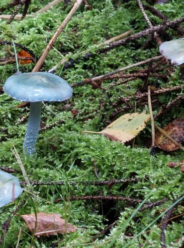 LÍMCOVKA MODRÁ (Stropharia caerulea) FOTO: Marta Knauerová, 15.10.2023, Podzimní vycházka s mykologem Mgr. Martinem Křížem