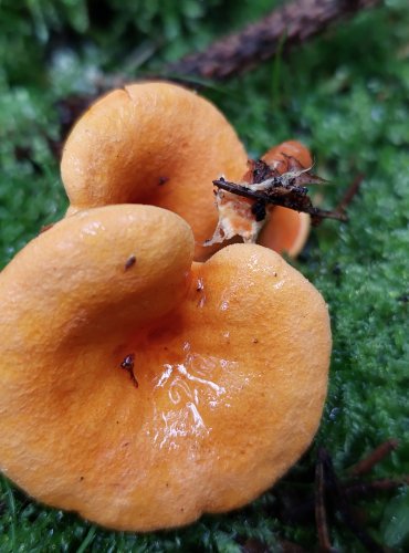 LIŠTIČKA POMERANČOVÁ (Hygrophoropsis aurantiaca) FOTO: Marta Knauerová, 15.10.2023, Podzimní vycházka s mykologem Mgr. Martinem Křížem

