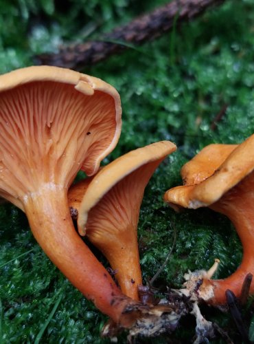 LIŠTIČKA POMERANČOVÁ (Hygrophoropsis aurantiaca) FOTO: Marta Knauerová, 15.10.2023, Podzimní vycházka s mykologem Mgr. Martinem Křížem

