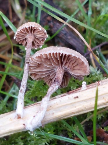 LYSOHLÁVKA PLEVNATÁ (Deconica crobula) FOTO: Marta Knauerová, 15.10.2023, Podzimní vycházka s mykologem Mgr. Martinem Křížem
