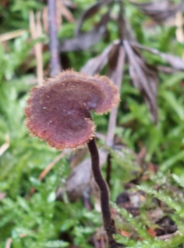 LŽIČKOVEC ŠIŠKOVÝ (Auriscalpium vulgare) FOTO: Marta Knauerová, 15.10.2023, Podzimní vycházka s mykologem Mgr. Martinem Křížem
