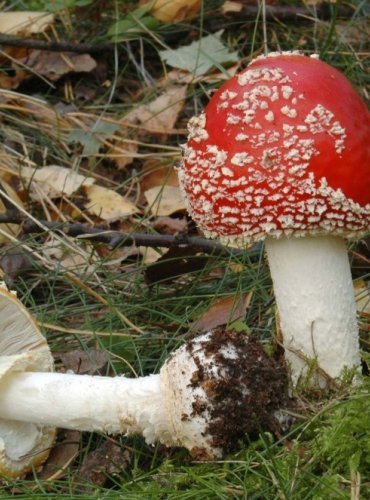 MUCHOMŮRKA ČERVENÁ (Amanita muscaria) FOTO: pro ilustraci druhu doplněno z archivu Josefa Slovíčka, Podzimní vycházka s mykologem Mgr. Martinem Křížem, 15.10.2023