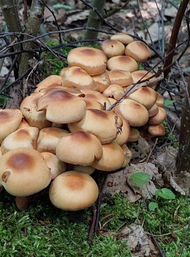 OPEŇKA MĚNLIVÁ (Kuehneromyces mutabilis) FOTO: Marta Knauerová, 15.10.2023, Podzimní vycházka s mykologem Mgr. Martinem Křížem
