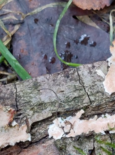 OSTNATEČEK blíže neurčený (Steccherinum sp.) FOTO: Marta Knauerová, 15.10.2023, Podzimní vycházka s mykologem Mgr. Martinem Křížem
