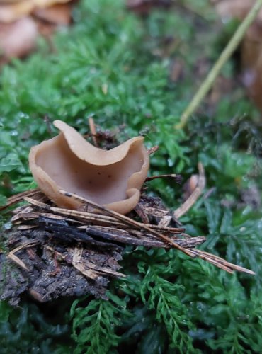 OUŠKO KOŽOVÉ (Otidea alutacea) FOTO: Marta Knauerová, 15.10.2023, Podzimní vycházka s mykologem Mgr. Martinem Křížem