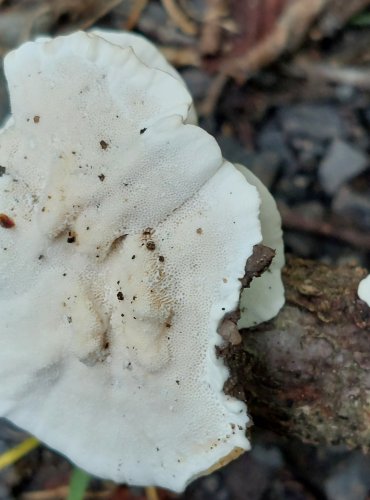 OUTKOVKA PESTRÁ (Trametes versicolor) FOTO: Marta Knauerová, 15.10.2023, Podzimní vycházka s mykologem Mgr. Martinem Křížem
