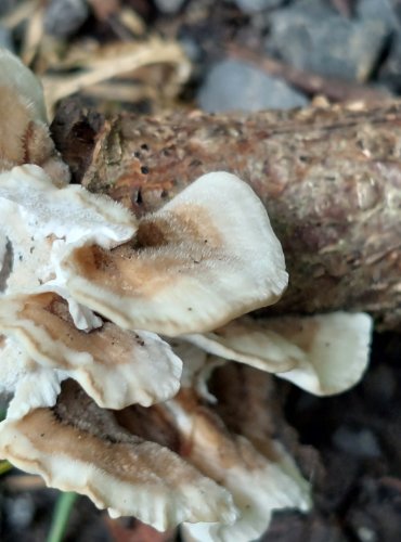 OUTKOVKA PESTRÁ (Trametes versicolor) FOTO: Marta Knauerová, 15.10.2023, Podzimní vycházka s mykologem Mgr. Martinem Křížem
