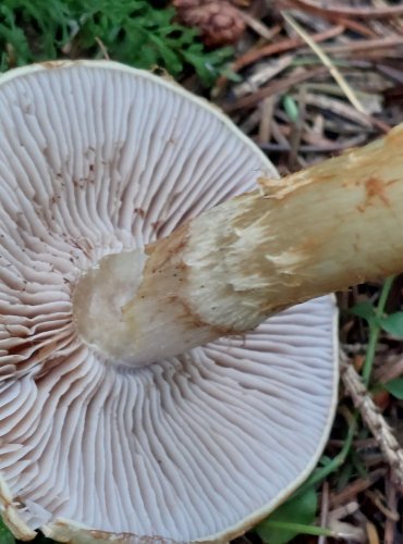 PAVUČINEC VÍTĚZNÝ (Cortinarius triumphans) FOTO: Marta Knauerová, 15.10.2023, Podzimní vycházka s mykologem Mgr. Martinem Křížem