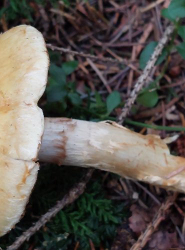 PAVUČINEC VÍTĚZNÝ (Cortinarius triumphans) FOTO: Marta Knauerová, 15.10.2023, Podzimní vycházka s mykologem Mgr. Martinem Křížem