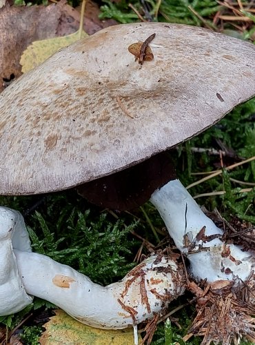 PEČÁRKA HLÍZNATÁ (Agaricus essettei) FOTO: Marta Knauerová, 15.10.2023, Podzimní vycházka s mykologem Mgr. Martinem Křížem