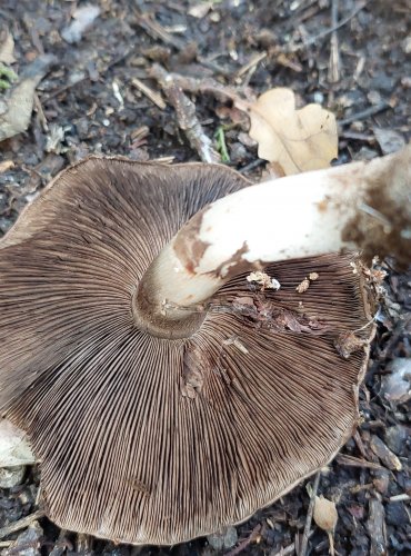 PEČÁRKA LESNÍ (Agaricus sylvaticus) FOTO: Marta Knauerová, 15.10.2023, Podzimní vycházka s mykologem Mgr. Martinem Křížem

