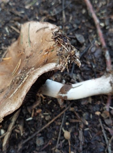 PEČÁRKA LESNÍ (Agaricus sylvaticus) FOTO: Marta Knauerová, 15.10.2023, Podzimní vycházka s mykologem Mgr. Martinem Křížem

