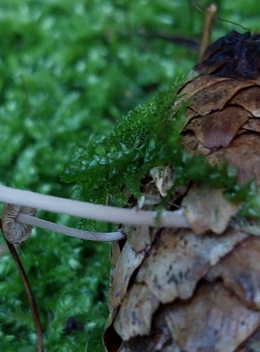 PENÍZEČKA DROBNOVÝTRUSÁ (Baeospora myosura) FOTO: Marta Knauerová, 15.10.2023, Podzimní vycházka s mykologem Mgr. Martinem Křížem