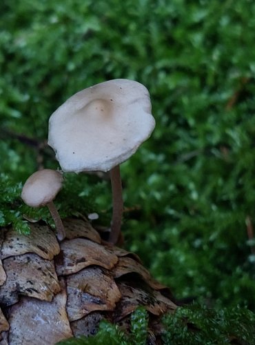 PENÍZEČKA DROBNOVÝTRUSÁ (Baeospora myosura) FOTO: Marta Knauerová, 15.10.2023, Podzimní vycházka s mykologem Mgr. Martinem Křížem