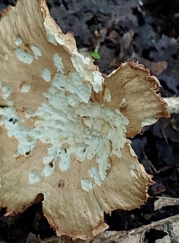 PENÍZOVKA HŘEBÍLKATÁ (Gymnopus peronatus) FOTO: Marta Knauerová, 15.10.2023, Podzimní vycházka s mykologem Mgr. Martinem Křížem