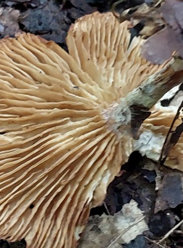 PENÍZOVKA HŘEBÍLKATÁ (Gymnopus peronatus) FOTO: Marta Knauerová, 15.10.2023, Podzimní vycházka s mykologem Mgr. Martinem Křížem