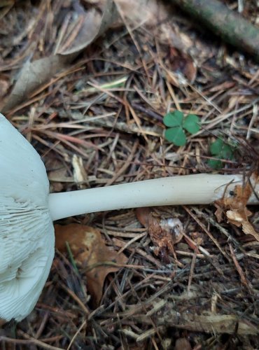 PENÍZOVKA KUŽELOVITÁ Collybia (Rhodocollybia) asema, FOTO: Marta Knauerová, 15.10.2023, Podzimní vycházka s mykologem Mgr. Martinem Křížem