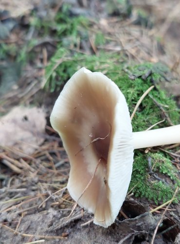 PENÍZOVKA KUŽELOVITÁ Collybia (Rhodocollybia) asema, FOTO: Marta Knauerová, 15.10.2023, Podzimní vycházka s mykologem Mgr. Martinem Křížem