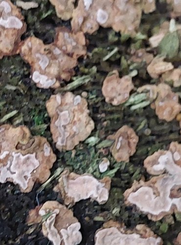 PEVNÍKOVEC ZTLUSTLÝ (Amylostereum areolatum) FOTO: Marta Knauerová, 15.10.2023, Podzimní vycházka s mykologem Mgr. Martinem Křížem 
