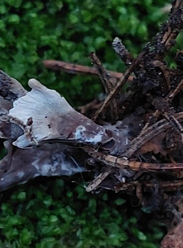 PLESŇÁK ZÁPAŠNÝ (Thelephora palmata) FOTO: Marta Knauerová, 15.10.2023, Podzimní vycházka s mykologem Mgr. Martinem Křížem