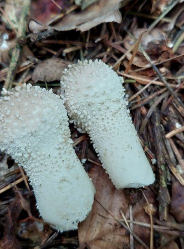 PÝCHAVKA OBECNÁ (Lycoperdon perlatum) FOTO: Marta Knauerová, 15.10.2023, Podzimní vycházka s mykologem Mgr. Martinem Křížem 