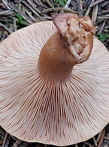 RYZEC ORANŽOVĚ HNĚDÝ (Lactarius fulvissimus) FOTO: Marta Knauerová, 15.10.2023, Podzimní vycházka s mykologem Mgr. Martinem Křížem
