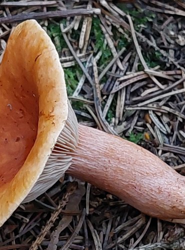 RYZEC ORANŽOVĚ HNĚDÝ (Lactarius fulvissimus) FOTO: Marta Knauerová, 15.10.2023, Podzimní vycházka s mykologem Mgr. Martinem Křížem
