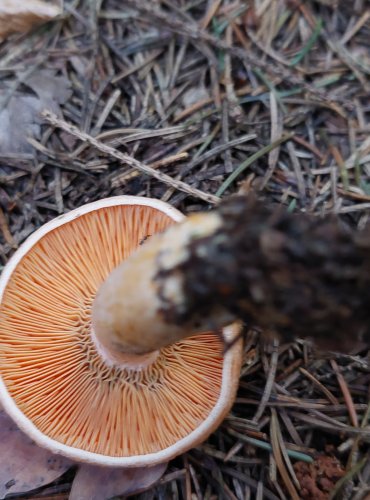 RYZEC SMRKOVÝ (Lactarius deterrimus) FOTO: Marta Knauerová, 15.10.2023, Podzimní vycházka s mykologem Mgr. Martinem Křížem
