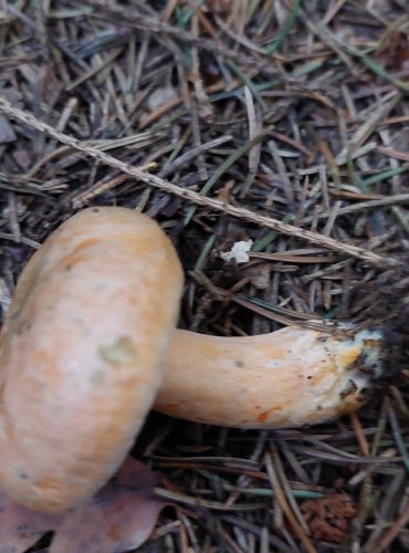 RYZEC SMRKOVÝ (Lactarius deterrimus) FOTO: Marta Knauerová, 15.10.2023, Podzimní vycházka s mykologem Mgr. Martinem Křížem
