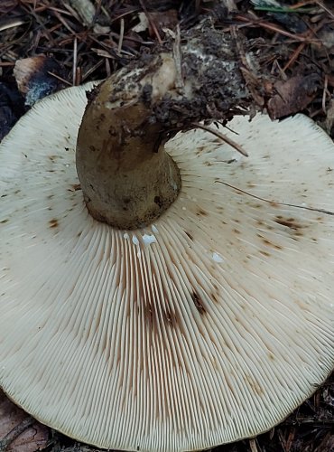 RYZEC ŠEREDNÝ (Lactarius turpis) FOTO: Marta Knauerová, 15.10.2023, Podzimní vycházka s mykologem Mgr. Martinem Křížem