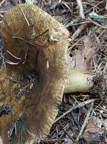 RYZEC ŠEREDNÝ (Lactarius turpis) FOTO: Marta Knauerová, 15.10.2023, Podzimní vycházka s mykologem Mgr. Martinem Křížem