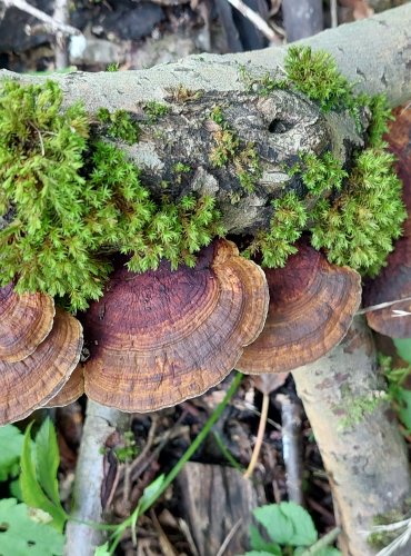 SÍŤKOVEC NAČERVENALÝ (Daedaleopsis confragosa) FOTO: Marta Knauerová,15.10.2023, Podzimní vycházka s mykologem Mgr. Martinem Křížem
