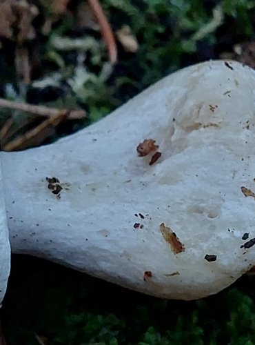 STRMĚLKA MLŽENKA (Clitocybe nebularis) FOTO: Marta Knauerová, 15.10.2023, Podzimní vycházka s mykologem Mgr. Martinem Křížem