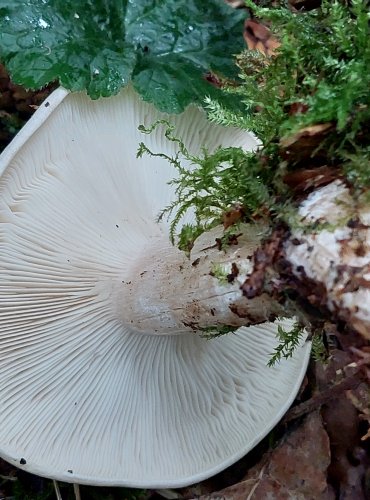 STRMĚLKA MLŽENKA (Clitocybe nebularis) FOTO: Marta Knauerová, 15.10.2023, Podzimní vycházka s mykologem Mgr. Martinem Křížem