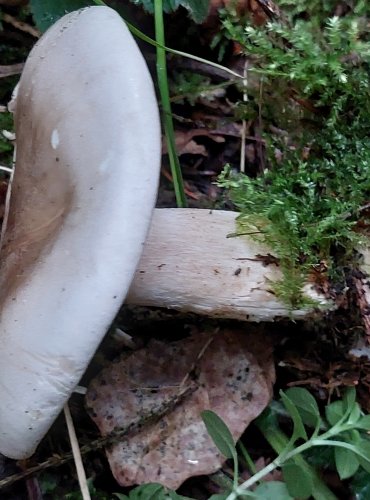 STRMĚLKA MLŽENKA (Clitocybe nebularis) FOTO: Marta Knauerová, 15.10.2023, Podzimní vycházka s mykologem Mgr. Martinem Křížem