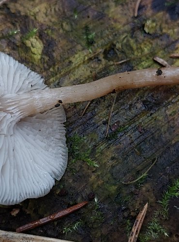 STRMĚLKA VONNÁ (Clitocybe fragans) FOTO: Marta Knauerová, 15.10.2023, Podzimní vycházka s mykologem Mgr. Martinem Křížem

