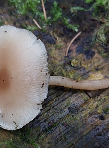 STRMĚLKA VONNÁ (Clitocybe fragans) FOTO: Marta Knauerová, 15.10.2023, Podzimní vycházka s mykologem Mgr. Martinem Křížem

