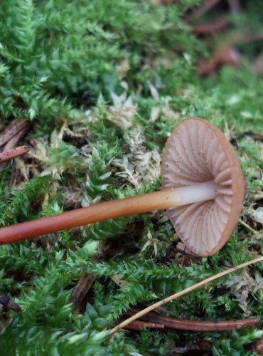 ŠPIČKA ROHONOHÁ (Marasmius cohaerens) FOTO: Marta Knauerová, 15.10.2023, Podzimní vycházka s mykologem Mgr. Martinem Křížem

