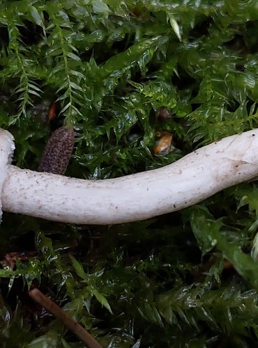 ŠŤAVNATKA TEČKOVANÁ (Hygrophorus pustulatus) FOTO: Marta Knauerová, 15.10.2023, Podzimní vycházka s mykologem Mgr. Martinem Křížem
