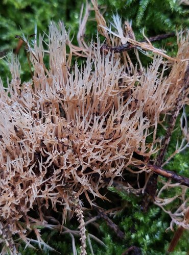 ŠTĚTINÁČEK BĚLAVÝ (Pterula multifida) zapsán v Červeném seznamu hub (makromycetů) České republiky v kategorii EN – ohrožený druh, FOTO: Marta Knauerová, 15.10.2023, Podzimní vycházka s mykologem Mgr. Martinem Křížem