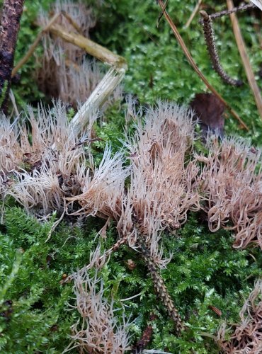 ŠTĚTINÁČEK BĚLAVÝ (Pterula multifida) zapsán v Červeném seznamu hub (makromycetů) České republiky v kategorii EN – ohrožený druh, FOTO: Marta Knauerová, 15.10.2023, Podzimní vycházka s mykologem Mgr. Martinem Křížem